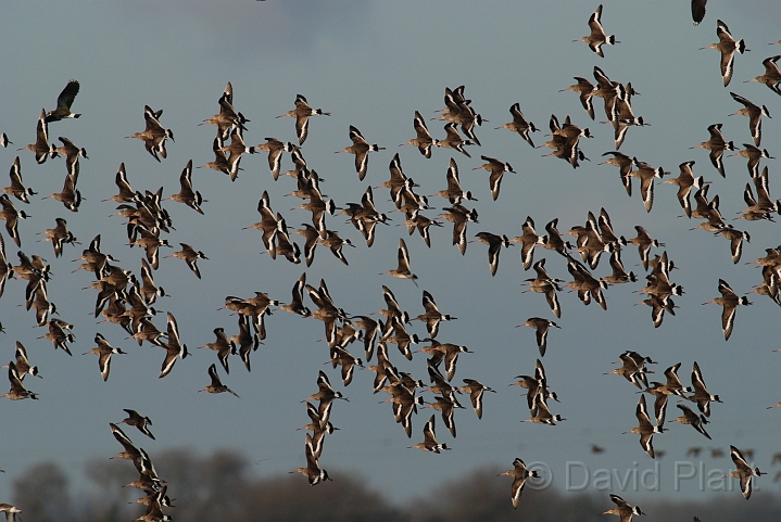 Black-tailed godwit flock - G.JPG - Black-tailed godwit flock - Welney